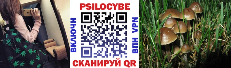 ссылка на мегу как войти  Ленинск-Кузнецкий  Псилоцибиновые грибы прущие грибы 